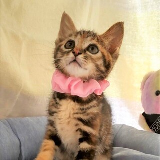 【5/21東銀座】ウニちゃん★２ヵ月半