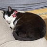 まん丸スヤスヤ