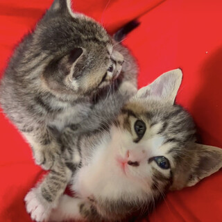 産業廃棄物コンテナ生まれのにゃんこ