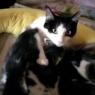 賢い美猫ママ猫が5匹の子猫を立派に育ててます