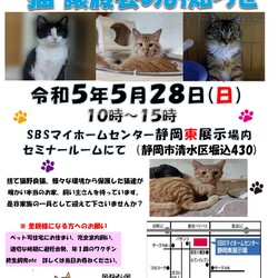 保護ニャンコの譲渡会ｂｙ静岡市清水区
