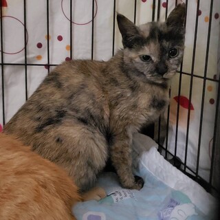 サビ猫　チャム　6ヶ月　メス