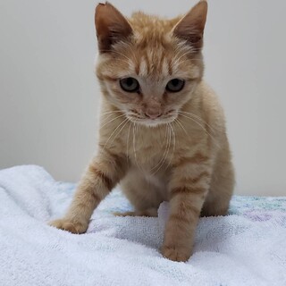 人馴れ抜群　チャオ　オス　6ヶ月