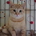 珍しい茶トラ　メス　チャミ　6ヶ月