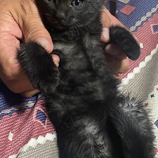 子猫保護しました