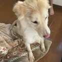大型犬