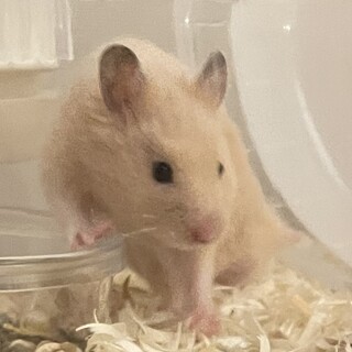 キンクマハムスター