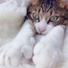 の写真