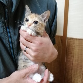 さくらちゃん(家族が決まりました)