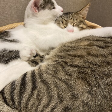 兄妹猫のお泊まり