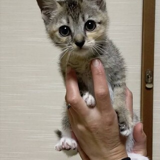 れんげちゃん(家族が決まりました)