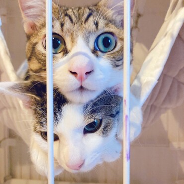 兄妹猫と