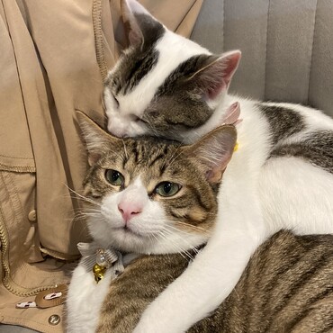 逃げられない