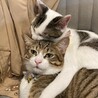 逃げられない