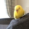 寝てるひまちゃん