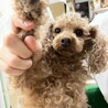 たんたんちゃん
