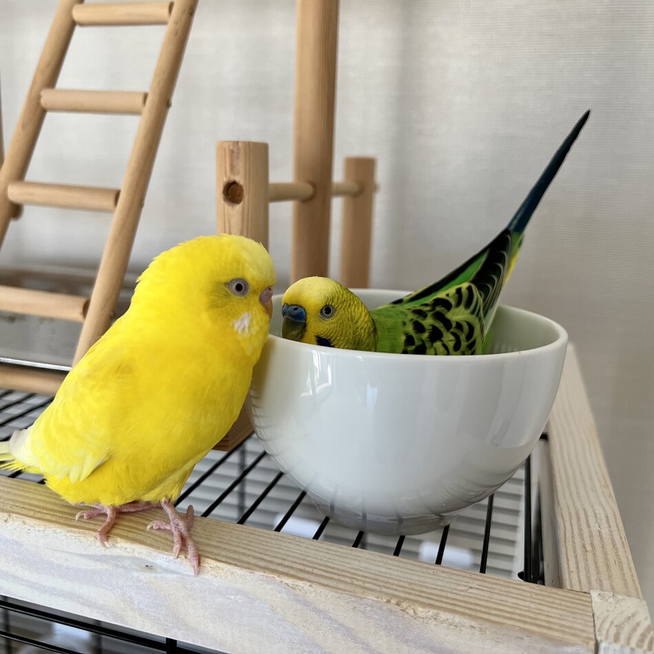 ひまちゃんとはっぱちゃんのカバー写真