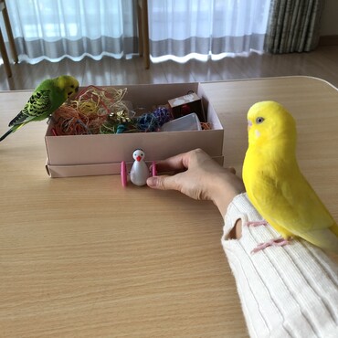 あそんでる