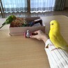 あそんでる