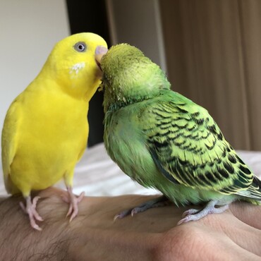 はっぱちゃんは赤ちゃんの時