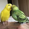 はっぱちゃんは赤ちゃんの時