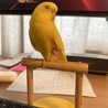 仕事を手伝ってくれるひまちゃん