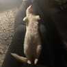 一度深い眠りについたらたらなかなか起きない