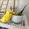 里親決定しました！
