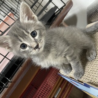 グレーのおっとり子猫さん♪」岐阜県 - 猫の里親募集(455144