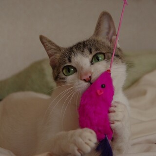 そのツンとした美貌とは裏腹ににゃんこ大好き！