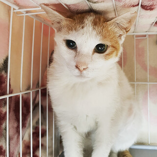 市場から保護したおとなしい茶白ちゃん