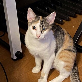 抱っこ大好きあまえんぼう姫