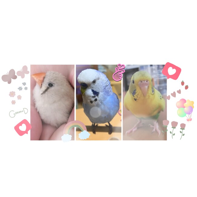 まりゅ25のカバー写真