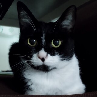 人懐っこい成猫　黒白メス　仮名なっち