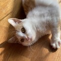 人馴れ抜群「きなこ」家族が欲しいよ（りんご猫）