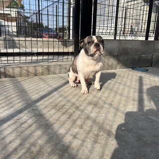 フレンチブルドッグ　パイドの女の子