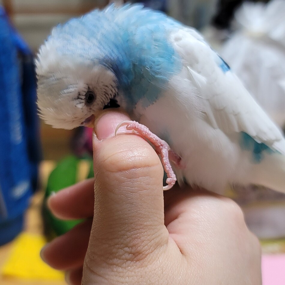 スイのカバー写真