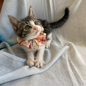 丸顔のしましまハチワレ ★ トキコ