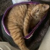 最近作った猫ふくろにすっぽり☆