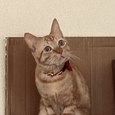 お迎え1週間後くらいかな？