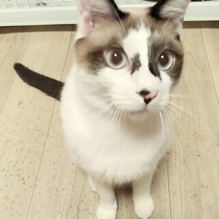 里親様決定！『ユン』くん♂