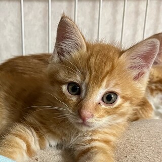 ベタ慣れゴロゴロ茶トラ猫