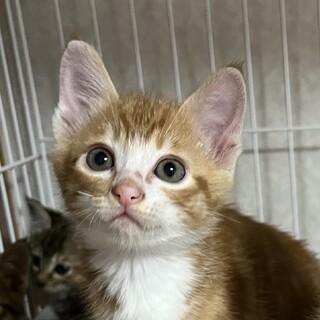 怖がり甘えん坊なアメショMIX