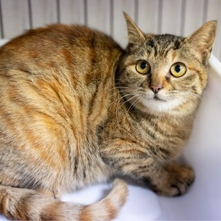 茶キジ女の子 少し怖がりですが馴れ始めてます