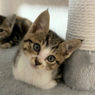 小柄で可愛い甘えんぼ