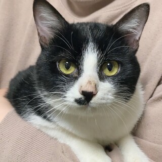 家猫としては最高の性格です♬.*ﾟモルツくん