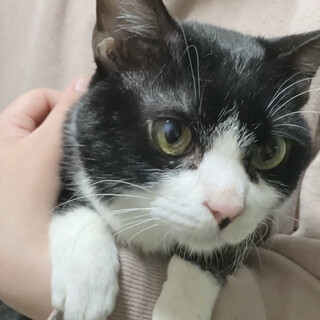 【兄弟とお別れします】甘えん坊で賢い男の子ラガー