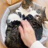 お家猫さんいるお宅希望‼️猫大好きなチビ君 サムネイル2