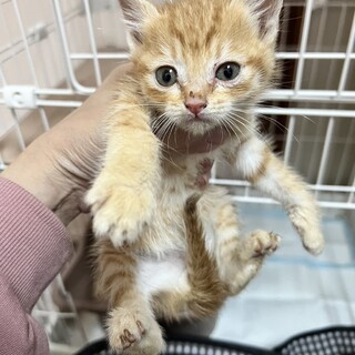 生後約１ヶ月の男の子♡キジトラの兄弟います