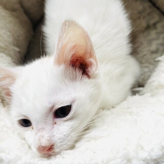 トライアル決定！白猫♂ダイヤ800g